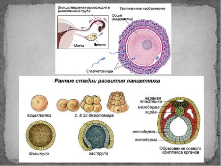 Схема оплодотворения человека