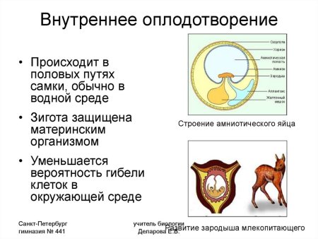 Внешнее и внутреннее оплодотворение таблица