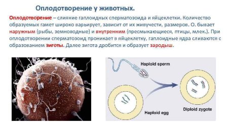 Оплодотворение у позвоночных животных