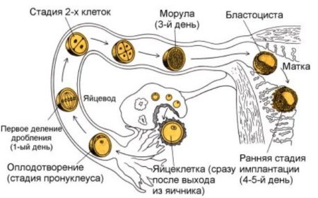 Схема процесса оплодотворения человека