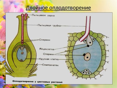 Схема двойного оплодотворения у покрытосеменных растений
