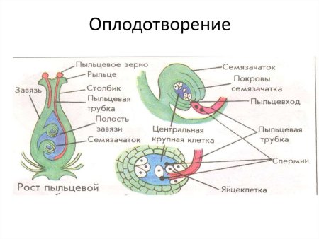 Жизненный цикл и двойное оплодотворение у цветковых растений