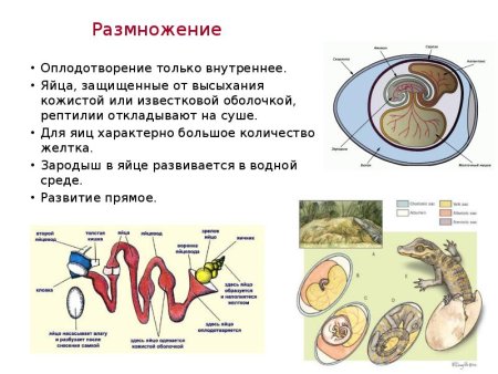 Класс рептилии половая система