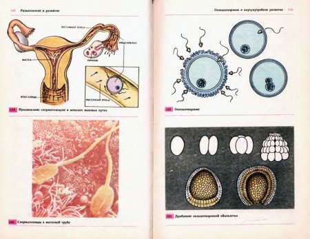 Учебник биологии 8 класс темы оплодотворение