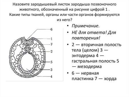 Зародышевый листок позвоночного животного