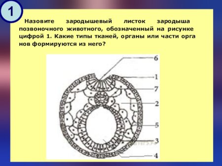 Строение зародышевых листков эмбриона