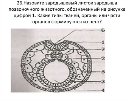 Зародышевый листок позвоночного животного