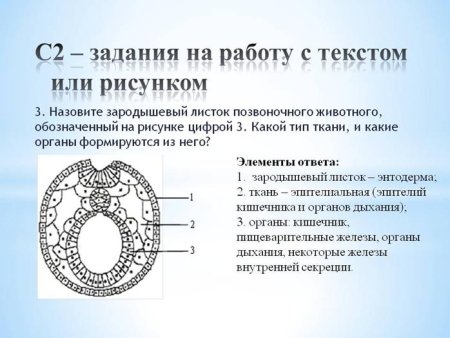 Строение зародышевого листка позвоночного животного