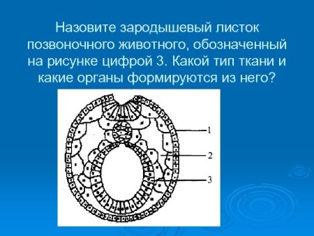 Зародышевый листок позвоночного животного