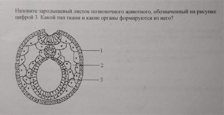 Зародышевые листки схема ЕГЭ