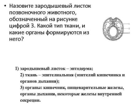 Зародышевые листки ЕГЭ биология