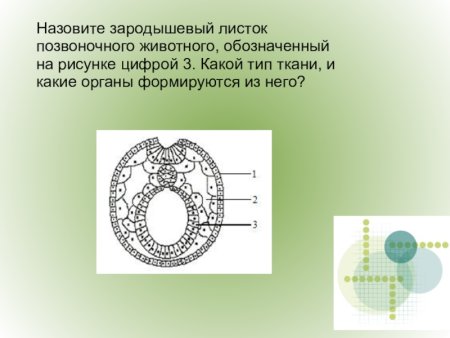 Зародышевый листок зародыша позвоночного животного