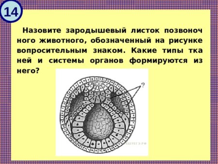 Второй зародышевый листок