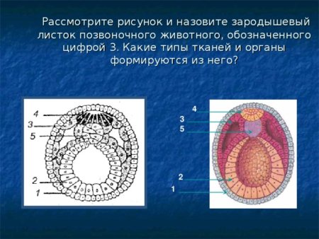 Мезодерма зародышевый листок