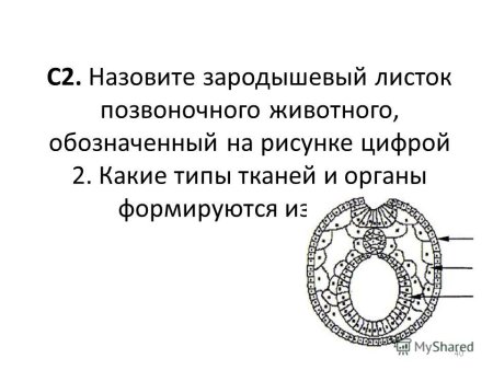 Назовите зародышевый листок зародыша позвоночного