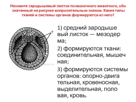 Строение зародышевых листков эмбриона