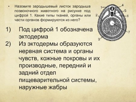 Строение зародышевых листков эмбриона