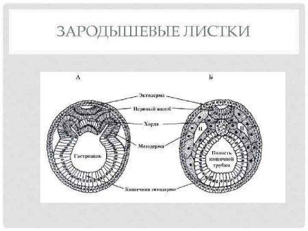Зародышевый листок позвоночного животного