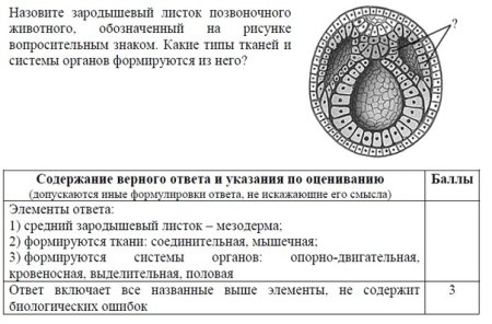Зародышевый листок позвоночного животного