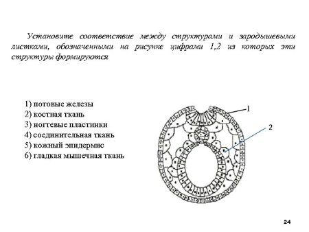 Структура организма и зародышевый листок