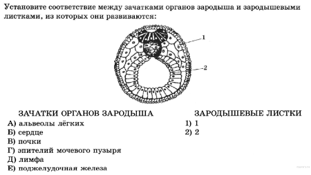 Строение зародышевых листков эмбриона