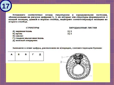 Структура зародыша и зародышевые листки