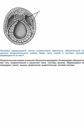 Сетчатка глаза зародышевый листок