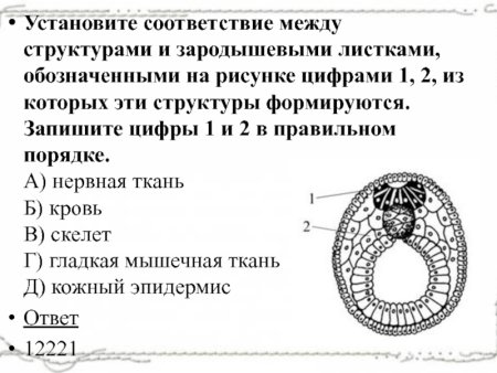 Эктодерма мезодерма энтодерма рисунок
