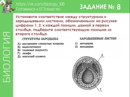 Схема осевых органов и зародышевых листков