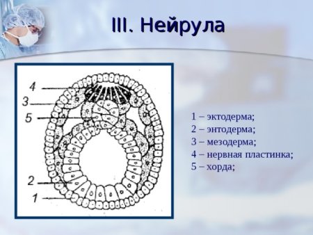 Строение зародышевых листков эмбриона
