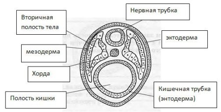 Структура организма и зародышевый листок