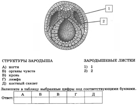 Строение зародышевых листков эмбриона