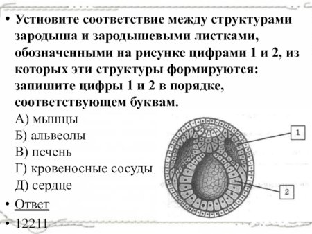 Ранние стадии эмбрионального развития ланцетника