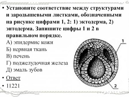 Три зародышевых листка