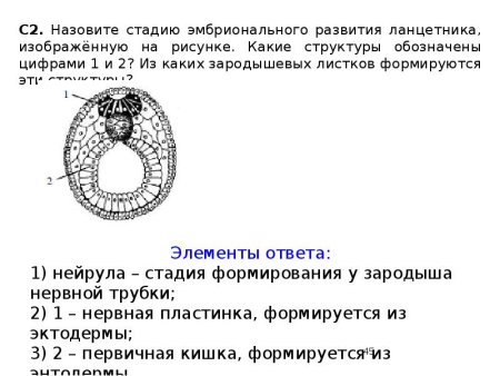 Строение нейрулы биология
