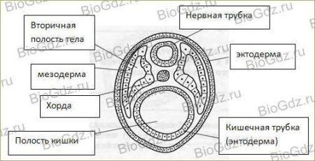 Эктодерма мезодерма энтодерма зародыша