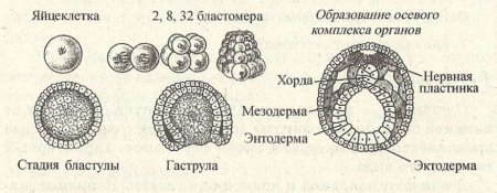 Формирование органов из зародышевых листков таблица