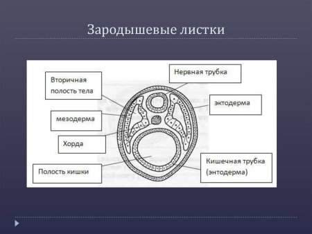 Структуры зародышевого листка