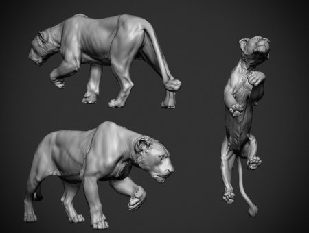 Анатомия Льва