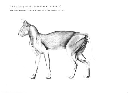 Анатомия кошки для художников