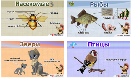 Насекомые рыбы птицы звери