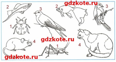 Изобрази с помощью схематических рисунков главные признаки