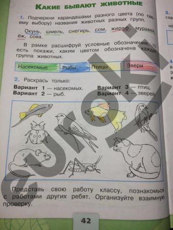 Внешнее строение кролика