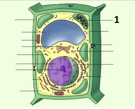 Органоиды растительной клетки клетки