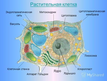 Схема строения растительной клетки