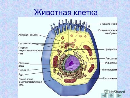 Строение эукариотической животной клетки