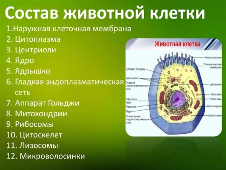 Клеточный центр —;аппарат Гольджи —;митохондрии