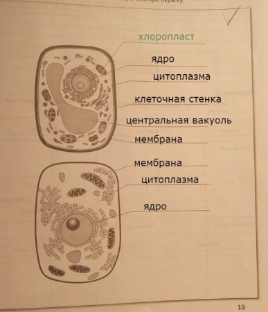 Нарисовать органоид растительной клетки