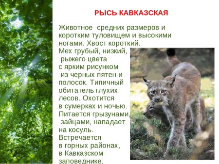 Редкие животные Краснодарского края занесенные в красную книгу