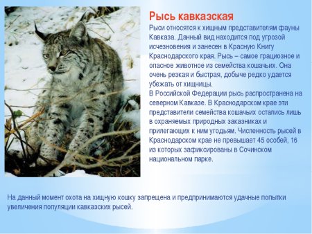 Животные Краснодарского края занесенные в красную книгу
